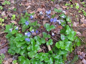 Печёночница