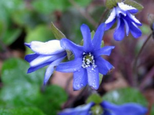 Печёночница