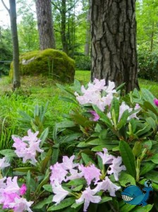 Рододендроны