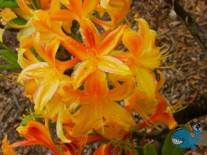 Котка. Парки.