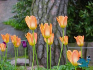 Котка. Парки.