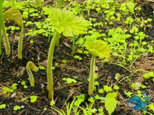 Тюльпаны пробиваются сквозь заросли роджерсии