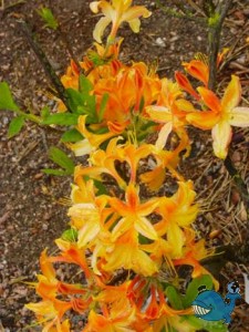 Котка. Парки.