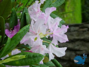 Рододендроны