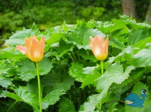 Котка. Парки.