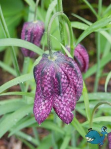 Рябчик шахматный