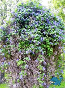 Гигантские клематисы с неотмирающими на зиму одревесневающими стеблями в Парке Фуксий