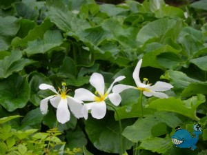 Котка. Парки.