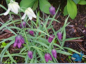 Магония и рябчики