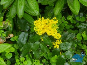 Магония и рябчики