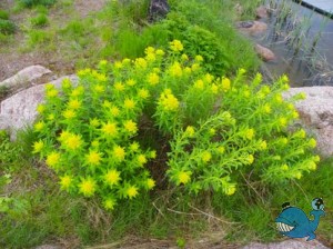 Молочай болотный