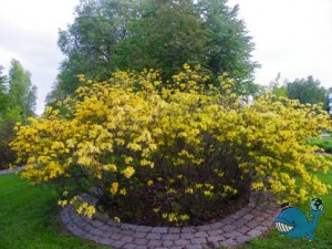 Азалии в парке Фуксий