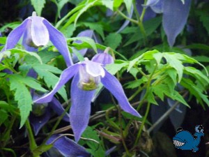 Котка. Парки.