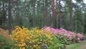 Золотая осень в Мустиле