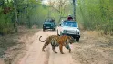 Сафари по джунглям Индии