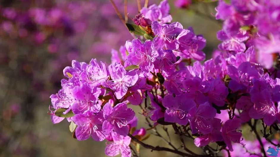 Цветение маральника на Алтае. Алтай весенний
