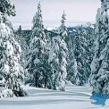 Коттедж № 1484
