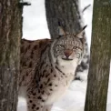 Коттедж № 936