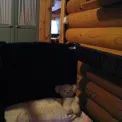 Коттедж № 1440